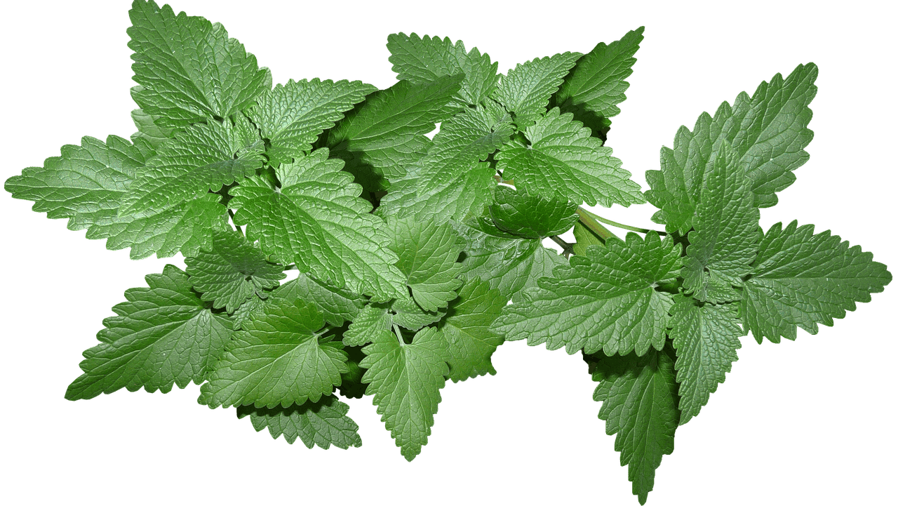 Mint-Leaves-Pixabay.png