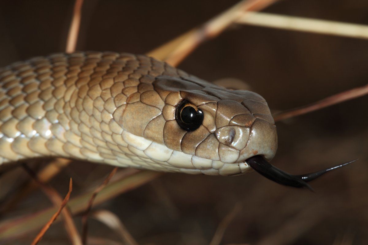 Snakes.jpg