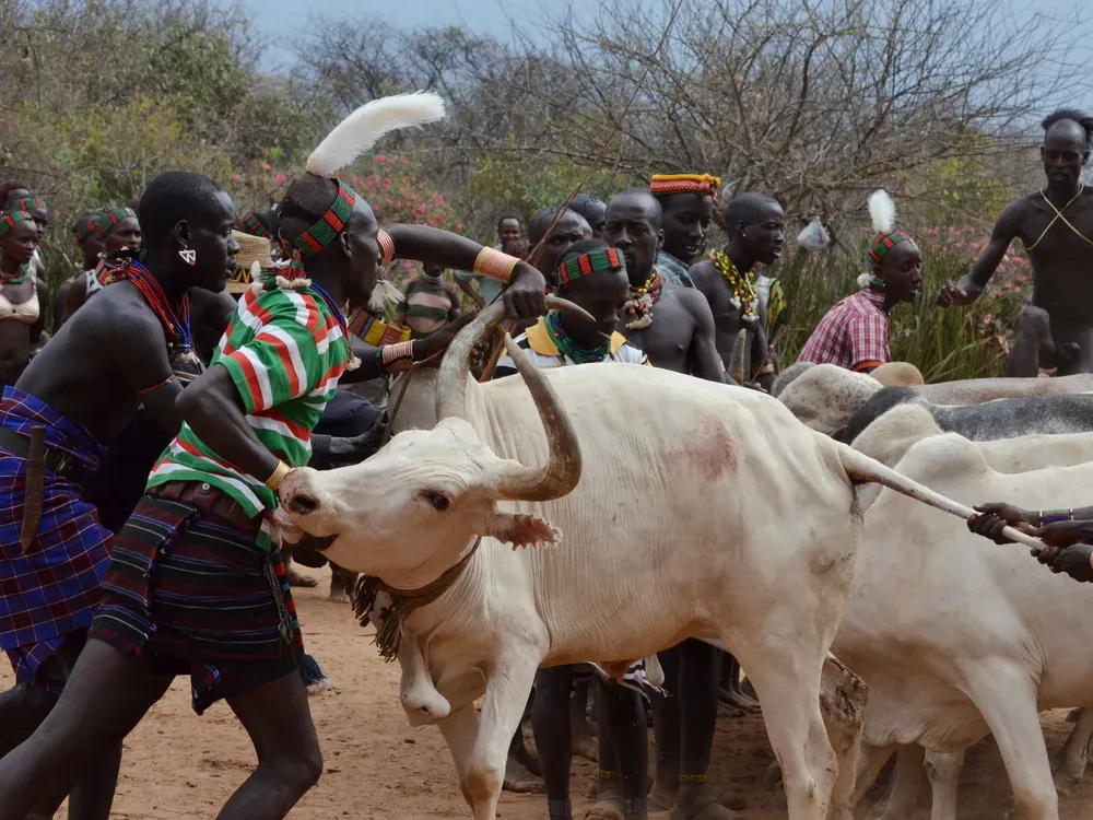 bull.webp