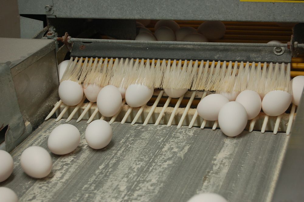 factory eggs.jpg