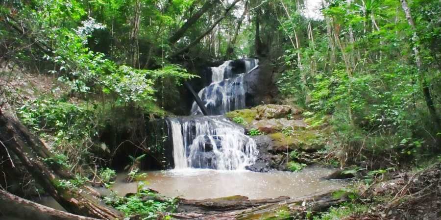 karura-forest.jpg