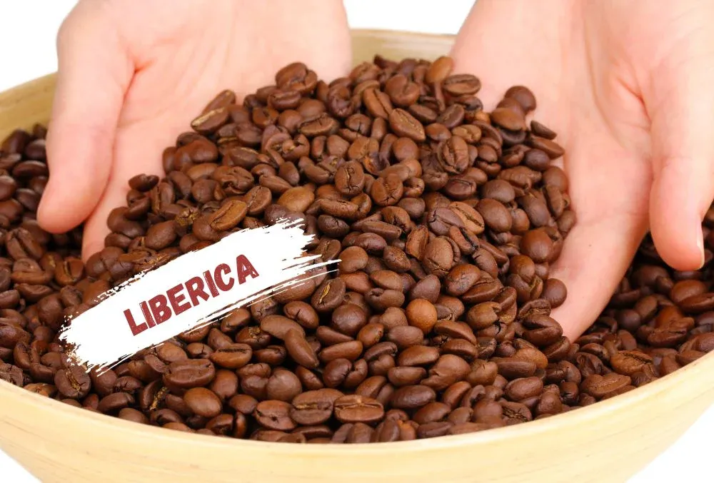lib.webp