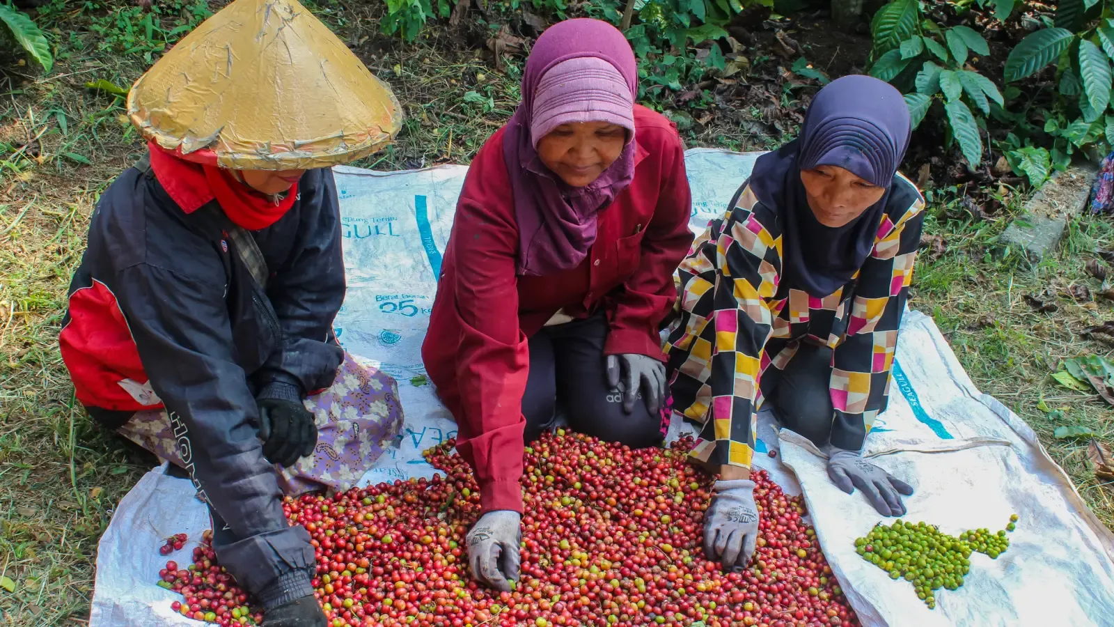 robusta.webp