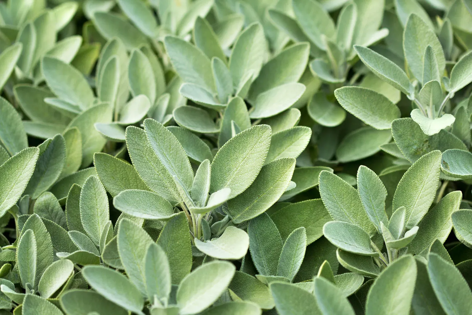 sage.webp